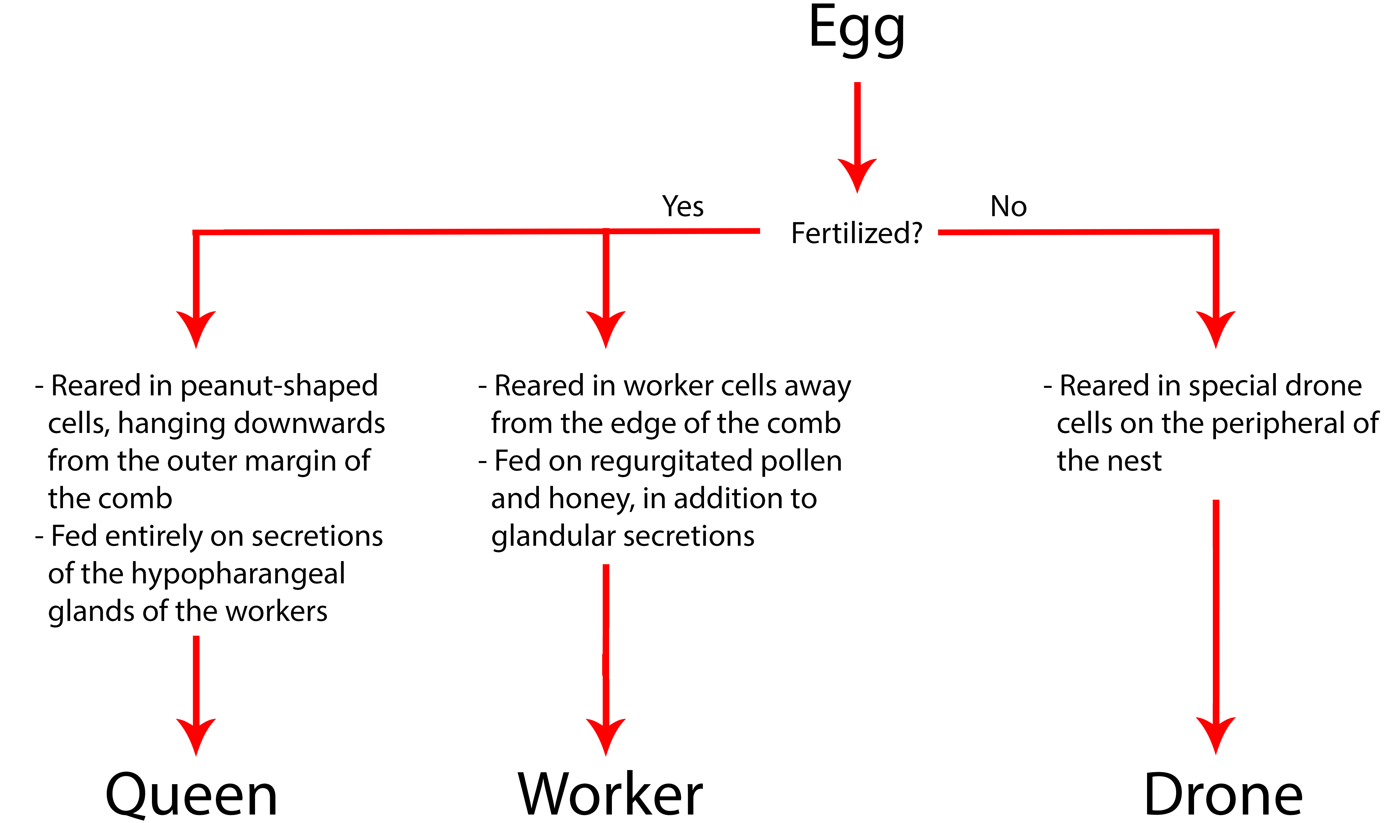 Egg development (edit).jpg