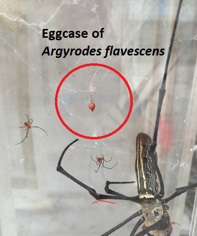 Eggcase of argyrodes flavescens.png
