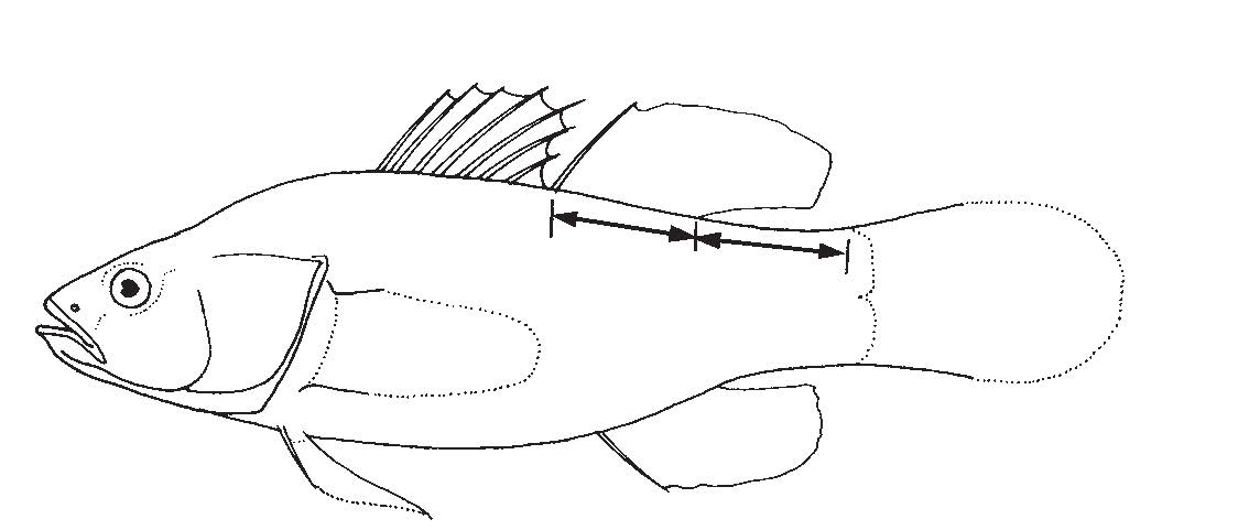 Eleotridae.jpg