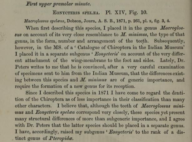 Eonycteris spelaea 1873 description.png