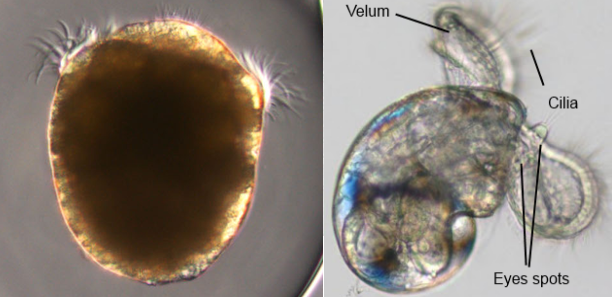 Erronea errones Veliger and trocophore larvae.png