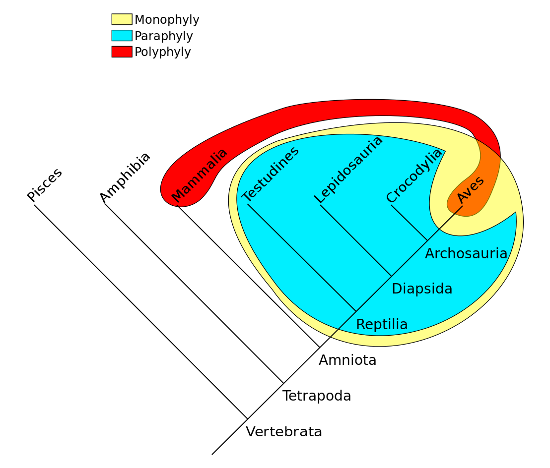 FM-Phylogenetic.png