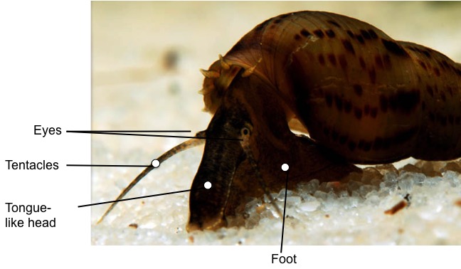 Features of snail.jpg