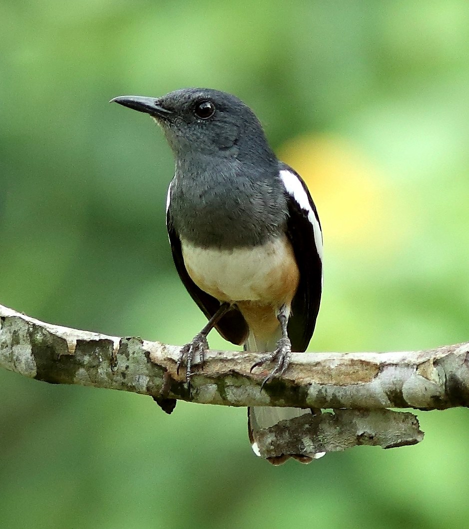 Female Oriental Magpie-robin 1.jpg