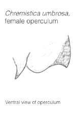 Female opercula Yaakop et al 2005 226.jpg