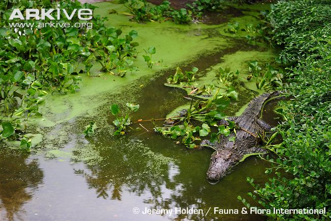 Female-Siamese-crocodile-at-a-wildlife-rescue-centre-as-part-of-a-captive-breeding-program.jpg
