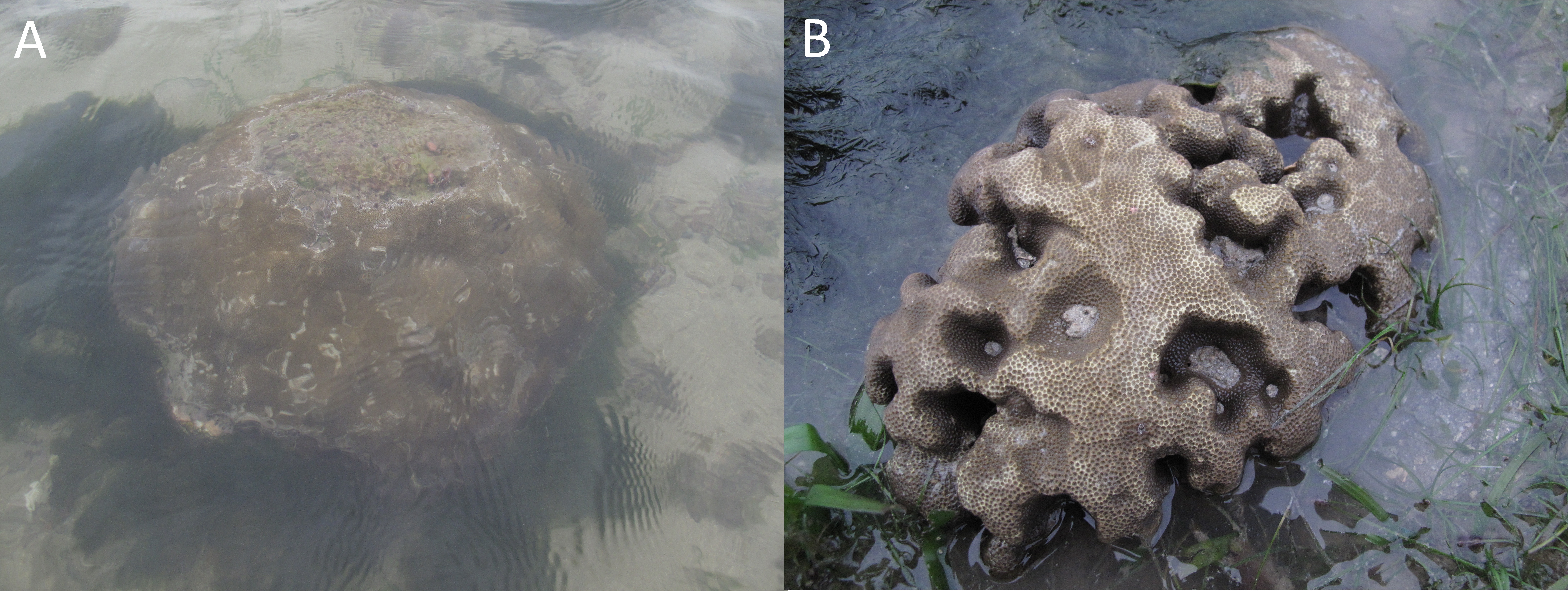 Fig 1 porites sp18, 21.jpg