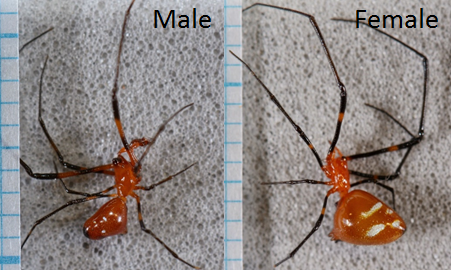 Fig 15. male and female argyrodes.png