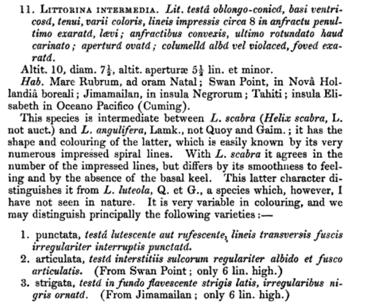 Fig 16 Original description Littoraria articulata.png