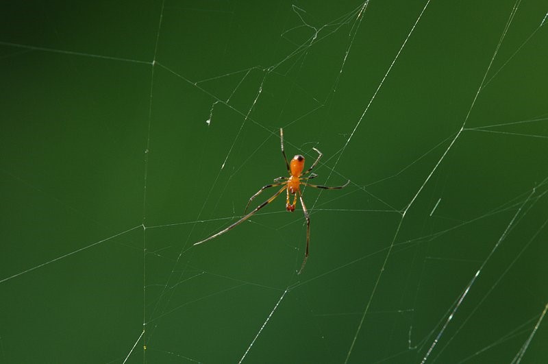 Figure 14. Close up image of how the support web of A. flavescens in between the Nephila web.jpg