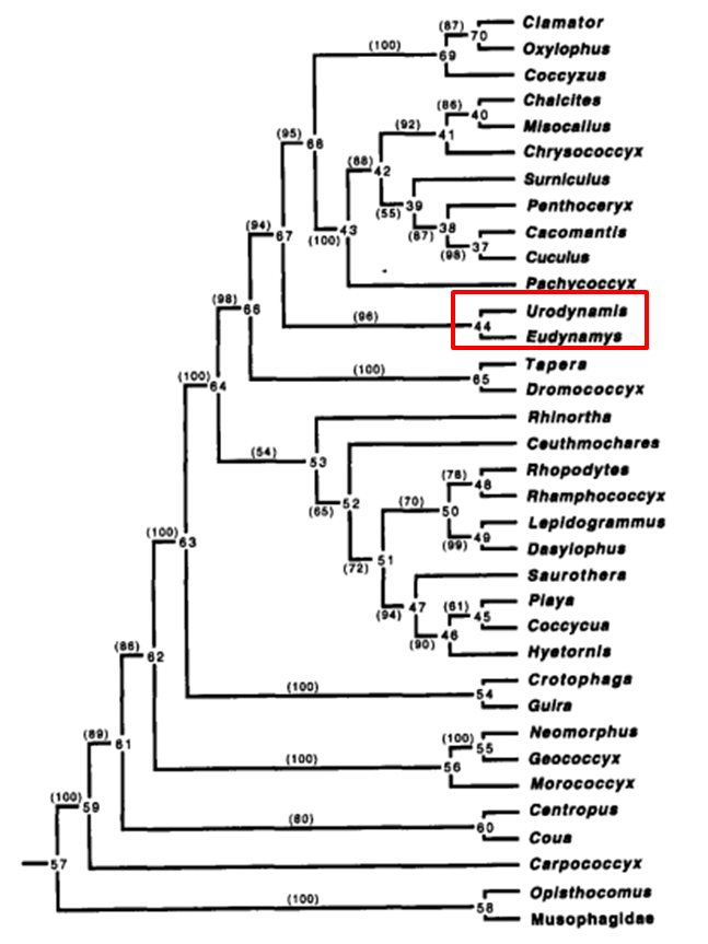 Figure 14_koel phylogeny 3.png