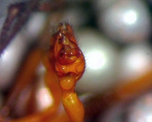 Figure 17. Pedipalps of male Argyrodes flavescens.jpg