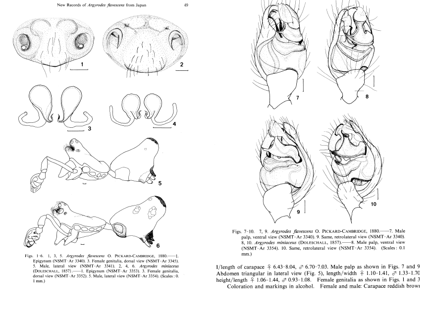 Figure 23. Morphology diagrams of Argyrodes flavescens vs Argyrodes miniaceus ( Tanikawa etal, 1996) [6].png