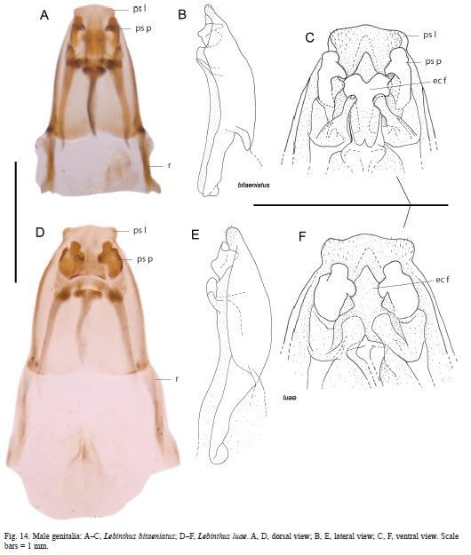 Figure 4. male genitalia.jpg