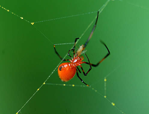 Figure 7. Argyrodes flavescens consuming a small prey.png