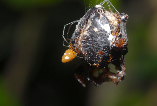 Figure 8. Argyrodes flavescens stole a freshly captured or freshly stored prey by hosts.png