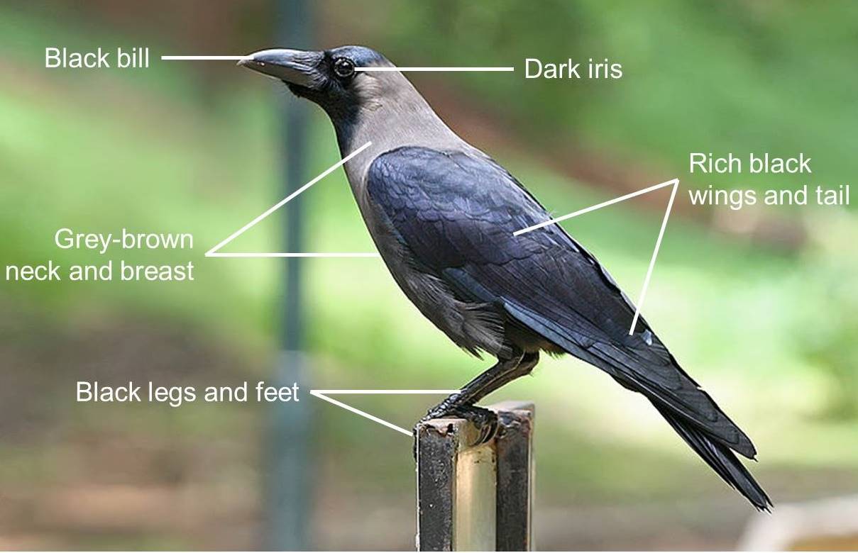 Figure 8_koel house crow.jpg