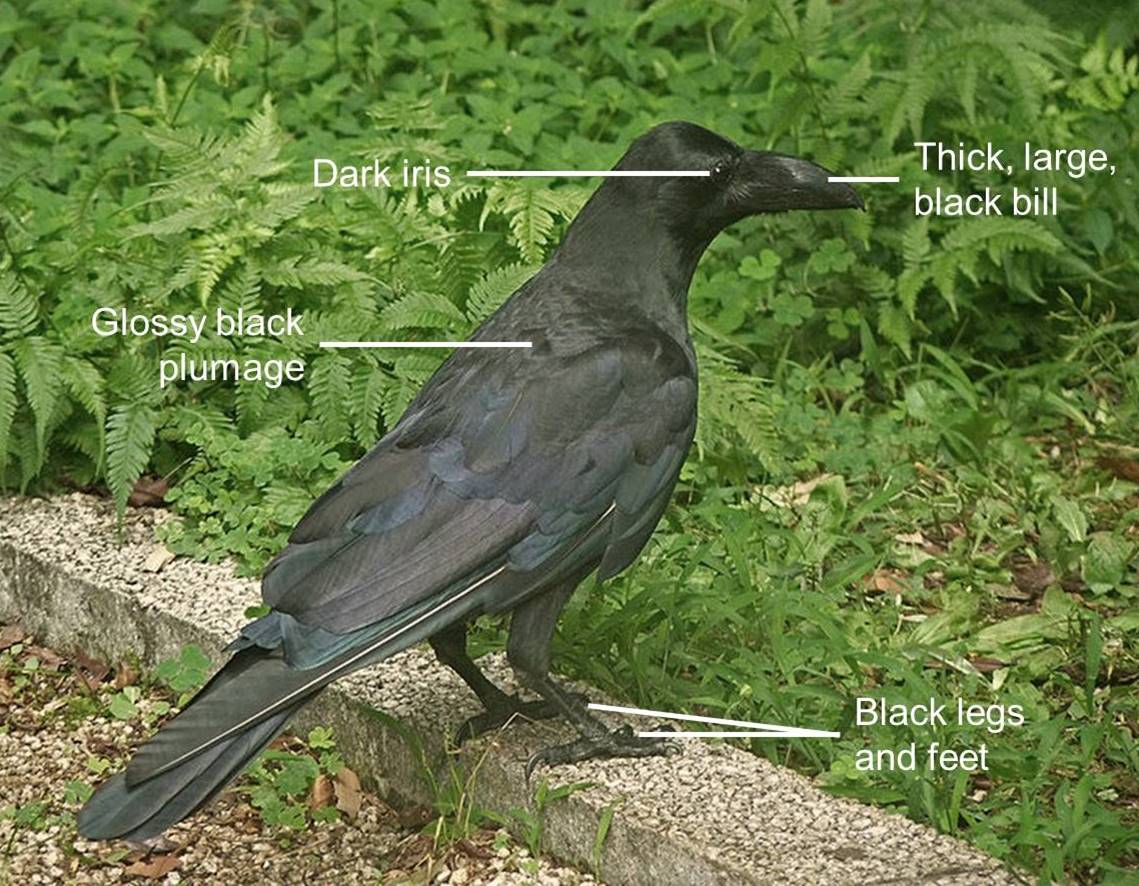 Figure 9_koel large-billed crow.jpg