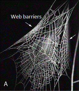 Figure to show Nephila web barrier.gif