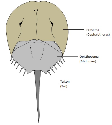 Figure_1.jpg Figure_1.jpg
