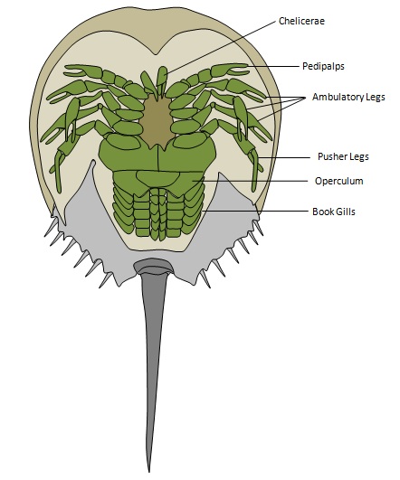 Figure_3.jpg