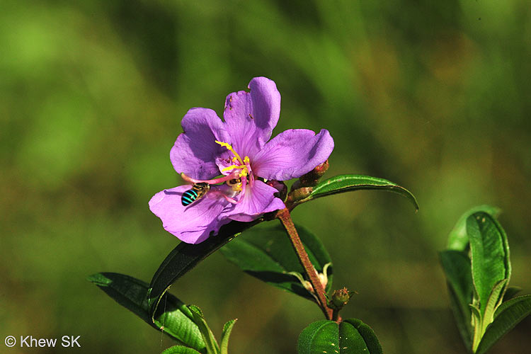 Flower-and-bee.jpg