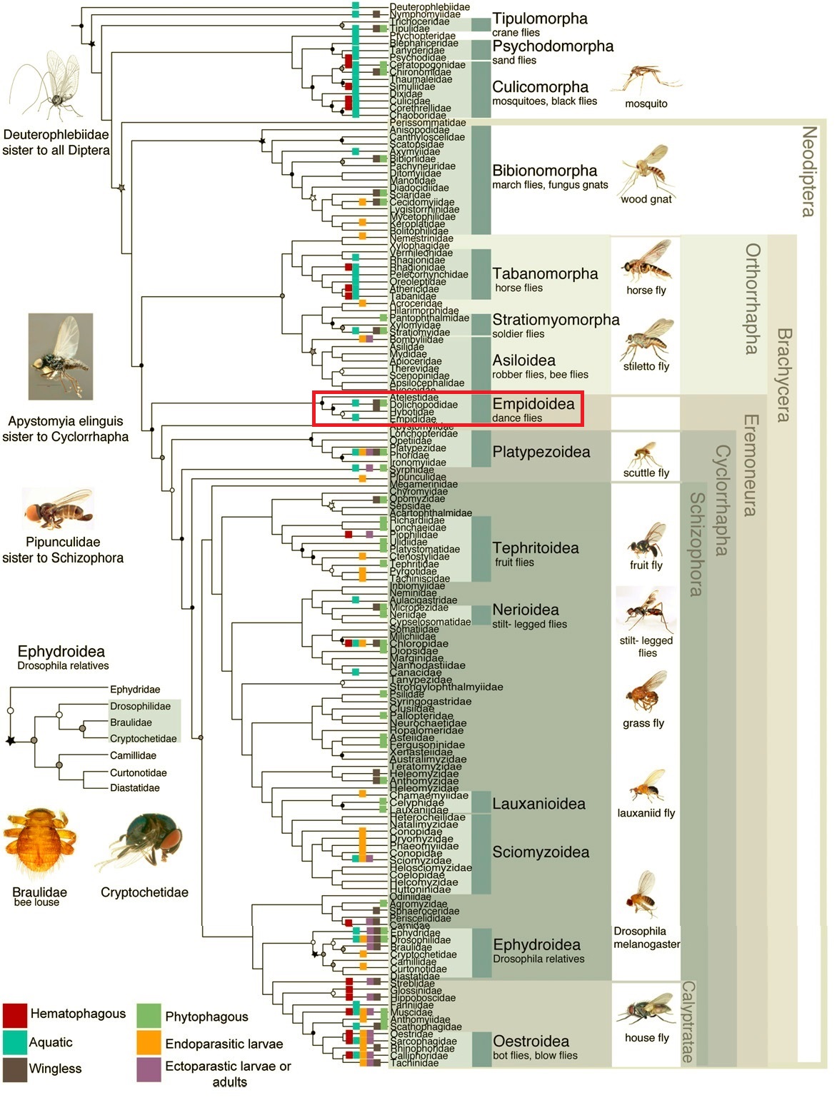 Flytreeoflife2.jpg