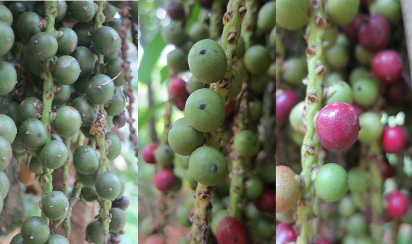 Fruits of C. mitis (2).jpg
