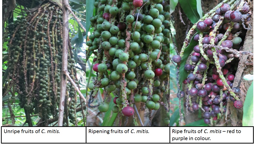 Fruits of C. mitis.jpg