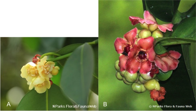 Garcinia celebica vs hombroniana flower_NParks.jpg