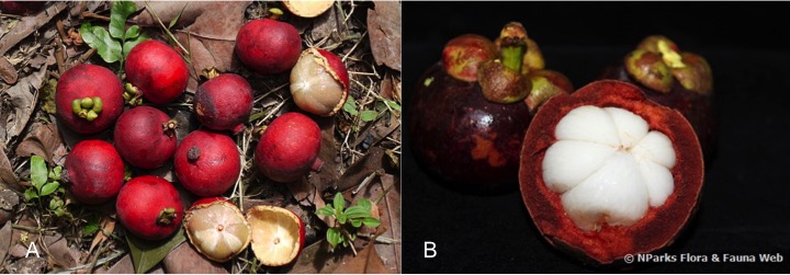 Garcinia celebica vs hombroniana fruit_NusHub and NParks.jpg