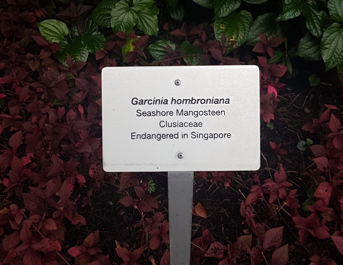 Garcinia hombroniana NUS UHall Label.jpg