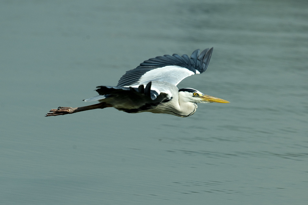 Grey Heron Flight.jpg