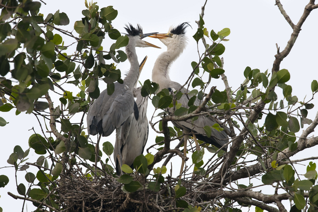 Grey Heron Nest.jpg