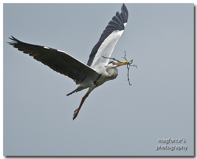 Grey Heron Nesting Material.jpg