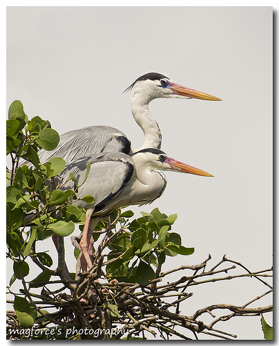Grey Heron Nesting Pair 2.jpg
