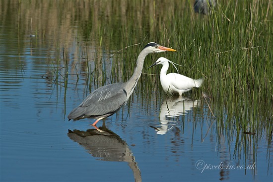 Grey Heron and Egret - RSPB Conwy - May 2013.jpg-550x0.jpg