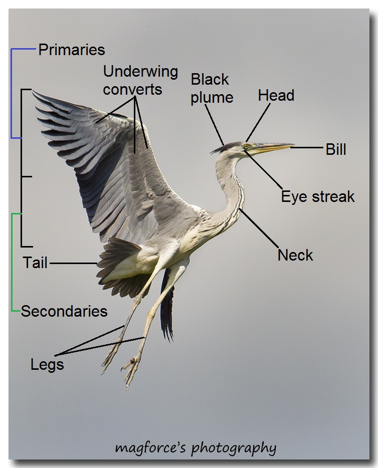 Grey Heron morphology.jpg