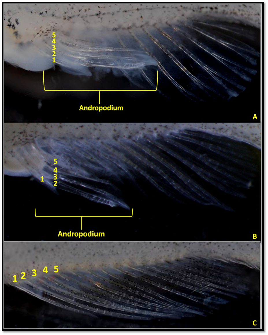 Halfbeak Anal fin compilation.png