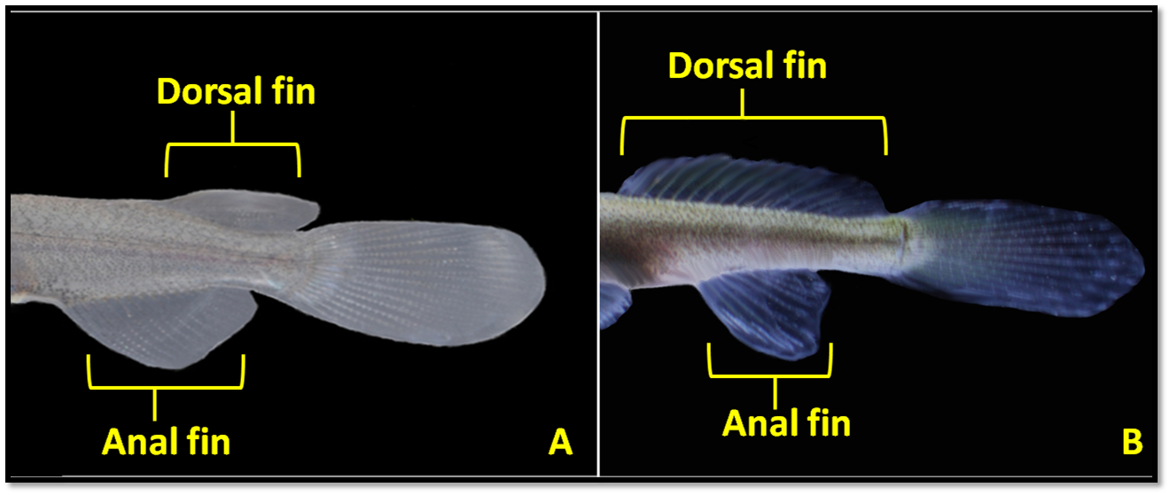 Halfbeak D H anal fin.png