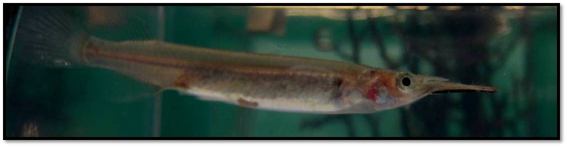 Halfbeak Dermo in aquarium.jpg