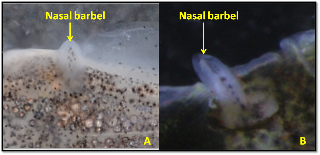 Halfbeak Nasal Barbel.png