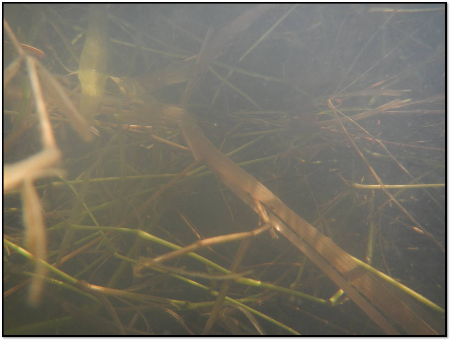 Halfbeak Underwater habitat.JPG