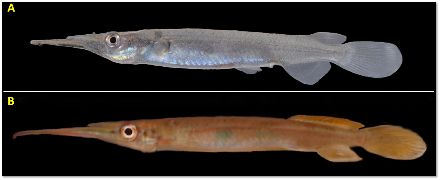 Halfbeak comparison.jpg