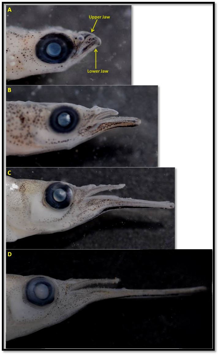 Halfbeak growth comparison.png