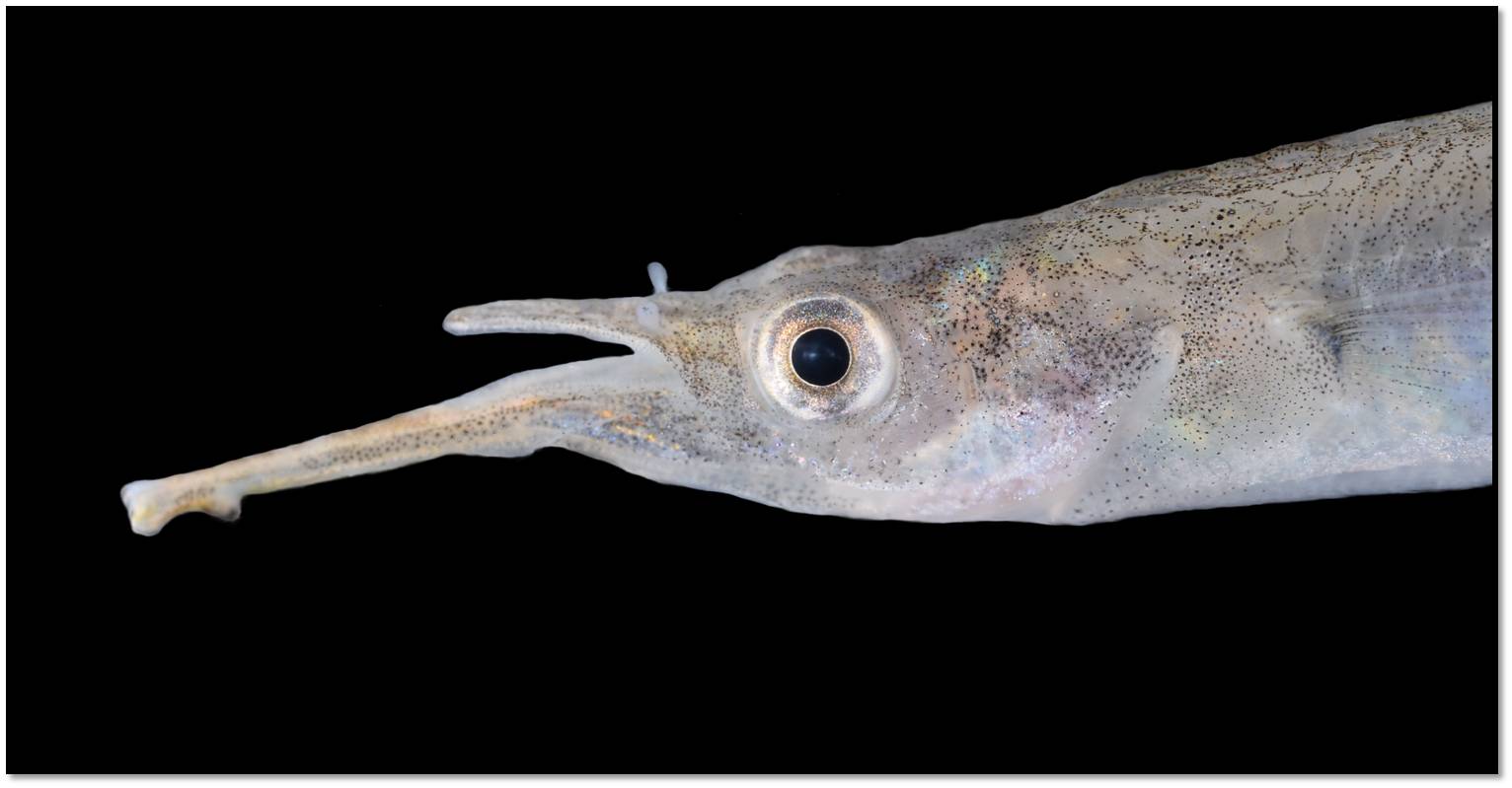 Halfbeak head pic.jpg