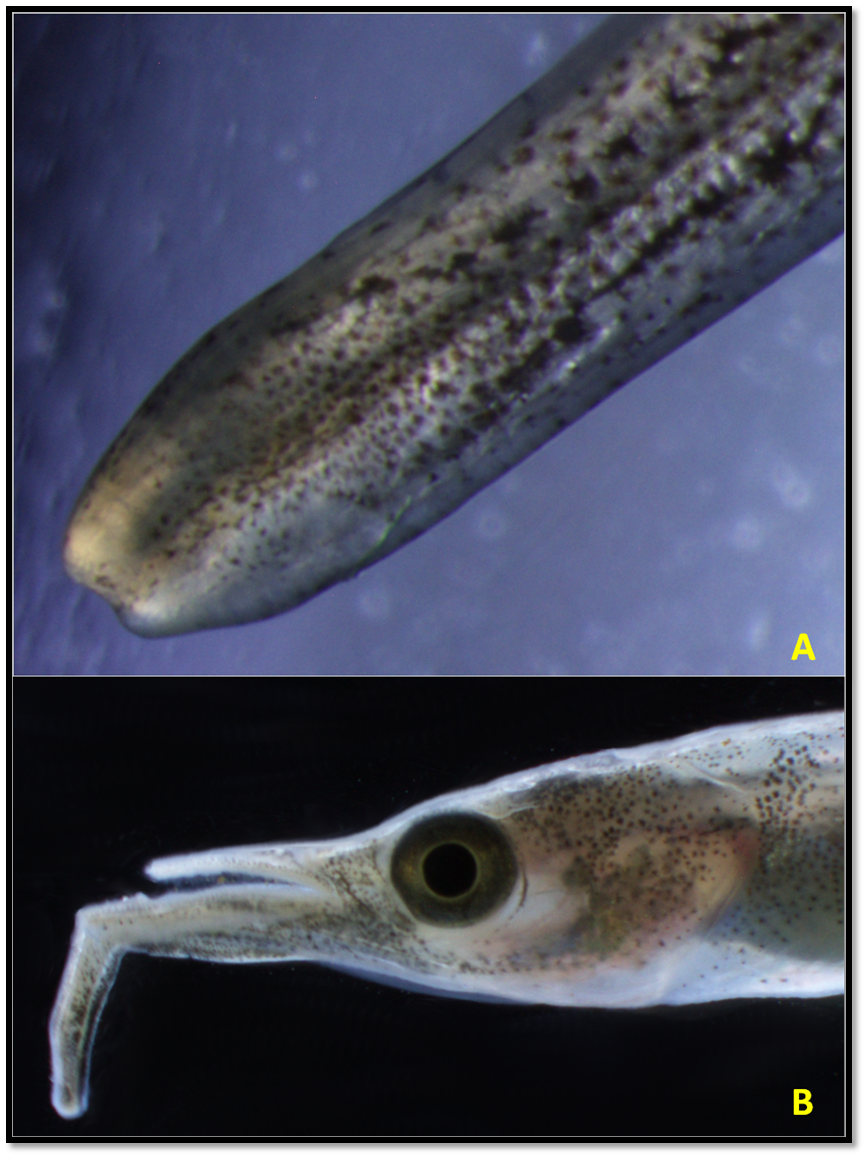 Halfbeak lower jaw.png