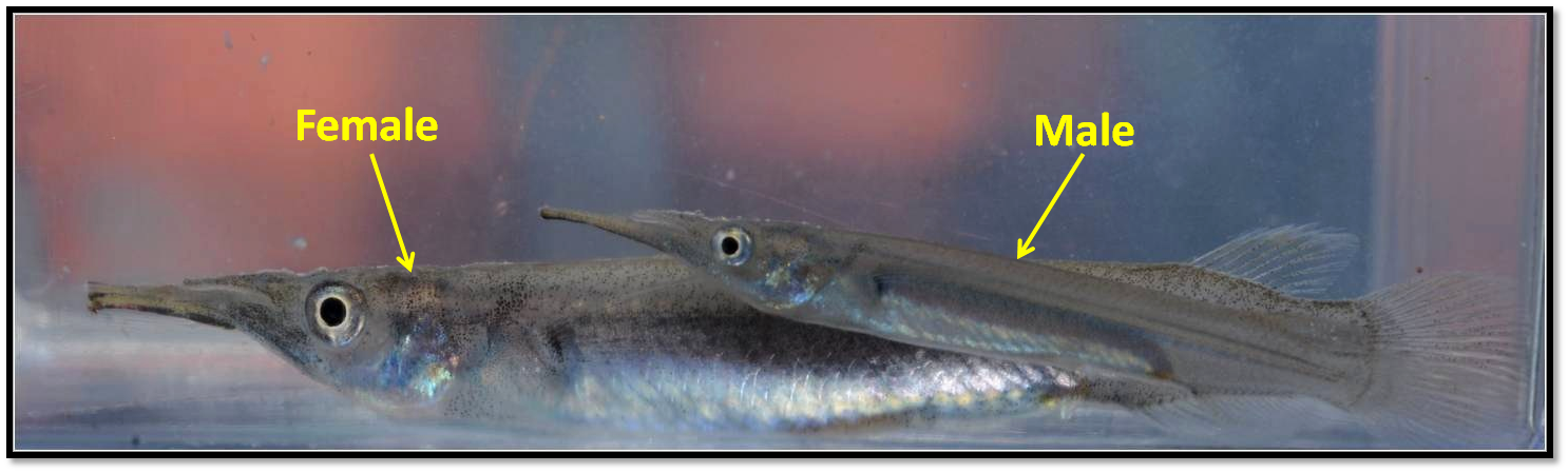 Halfbeak male and female.png