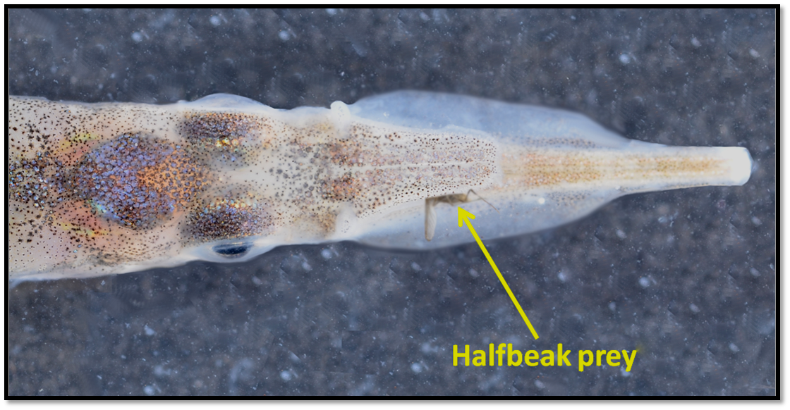 Halfbeak prey.png