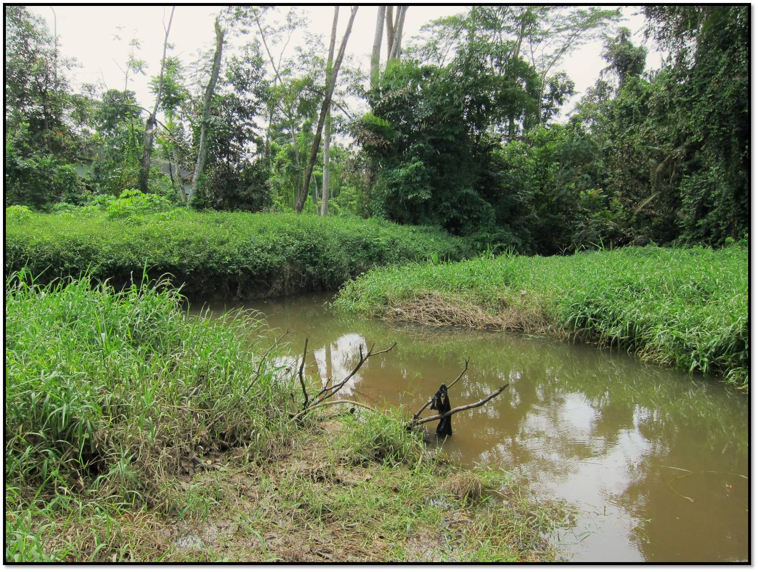 Halfbeak stream.JPG